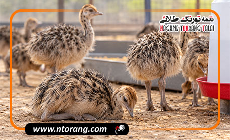 جوجه شترمرغ بی‌حال شده؛ علت چیست و چه زمانی باید نگران شد؟